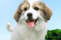 中国土狗怎么样，二战日本战犬遇上它们被虐的很惨图片