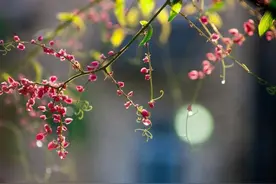 跋山涉水去看你图片