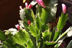 蟹爪兰、仙人指和假昙花，你能分得清吗？来看看怎么区分~图片