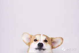 扭动吧！小短腿图片