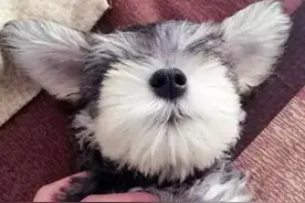 你以为一件新衣服就能收买我？笑话！图片