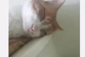 糗事征集：那些年自家猫咪干过的蠢事，主子你这么蠢真的好吗？图片