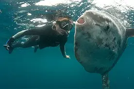 世界上产卵最多的生物是其貌不扬的它！图片