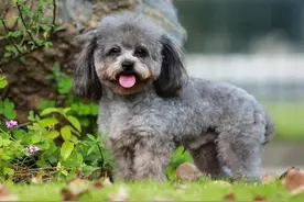 可爱泰迪犬美容护理全攻略图片