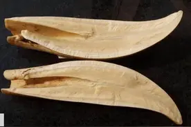 一起看看象牙的种类图片