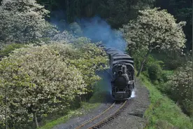四川：穿过桐子花的嘉阳小火车图片