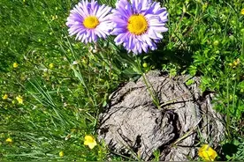 如何发酵牛粪？怎样选择发酵剂？图片