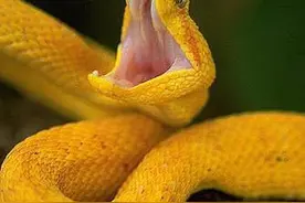 澳大利亚最大毒蛇太攀蛇和世上体型最长毒蛇眼镜王蛇，谁更厉害？图片