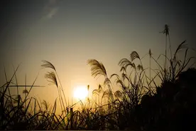 我把爱给了你，却把伤给了我图片