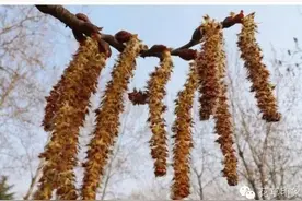 北方地区又到了漫天飞毛毛的季节图片
