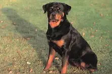 罗威纳是真正的护卫犬，而不是乱咬人的疯狗图片