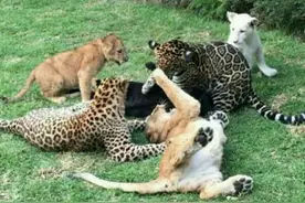 老虎狮子美洲豹花豹养在一起，真是太罕见了，还有花豹美洲豹后代图片