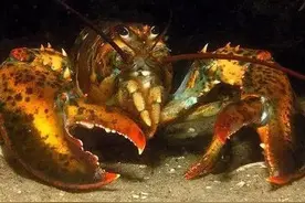 动物世界-美洲螯龙虾图片