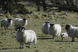 宠物猪的逃跑大作战，差点让主人奔溃了！图片
