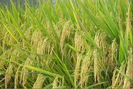 粮食收购保护价还有可能上调吗图片