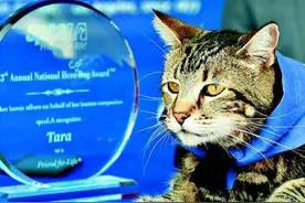 猫咪浑身是胆击退恶犬，4岁小主人因此捡回一条命图片