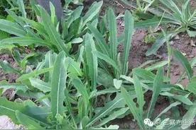 乌兰察布人嘴里的美味野菜-甜苣图片