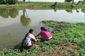 两个小美女野外摘菜时发现一条蛇，把自己也给吓到了视频封面