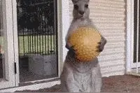 袋鼠站起来除了打架还会这样做，你绝对想不到！图片