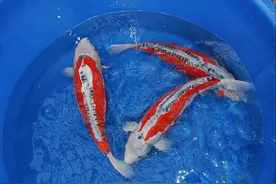 西安小袁耍锦鲤之品种介绍鉴赏篇4（浅黄、孔雀、五色）图片