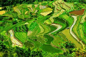 丰顺春天里的"野味"! 有生之年,一定要尝尝~图片