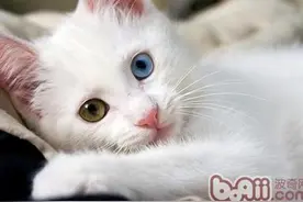 搞懂猫的这15个肢体语言，你才算是合格的铲屎官！图片