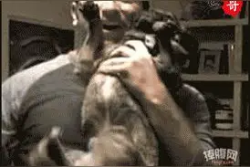 狗狗被吓坏直接尿给主人后，没想到它的表情依然那么淡定图片