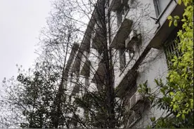 网友：我30年前种下的树 如今已有5层楼那么高图片