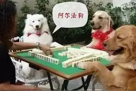 阿尔法狗，你有本事下围棋，有本事和四川人打麻将吗？图片