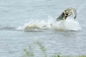 同类竟相残，大鳄鱼活活咬死小鳄鱼，竟然是因为这个原因！图片