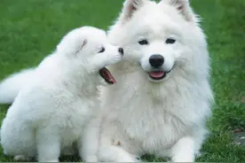 给狗狗剪毛的小秘诀图片