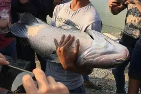 垂钓讲堂12：如何搏大青，垂钓大师独家分享图片