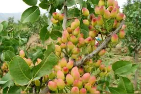 开心果树原来长这样！你知道开心果为什么这么贵吗？图片