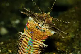 鱼缸里会长出1米长大虫？图片