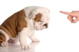 原创 | 刚到家小狗咋办，吐咋办？训练大小便图片