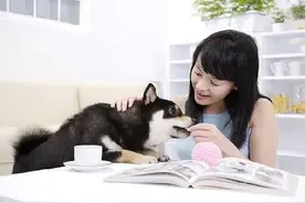 关于为什么要给狗狗食用益生菌的解答图片