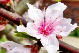 “桃花生活”、“春桃乡愁”双展扮靓桃花节图片