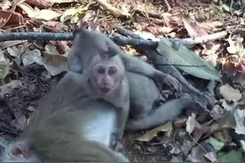 猴妈妈车祸离世，小猴抱着妈妈痛哭不愿离去图片