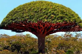 这10种植物，我们看了都会心生敬畏！图片