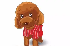 泰迪：“前面那只二哈，我泰 昊 表示不服”图片