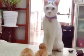 看到猫宝宝出生，猫叔竟然跳起了神秘的舞蹈，吓死宝宝了！哈哈图片