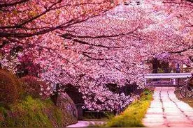 张敬轩《樱花树下》：记得那时年纪小，你爱谈天我爱笑图片