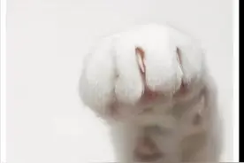 猫咪用爪子拍打你时，原来想表达这个意思图片