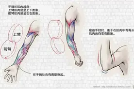 手臂的绘画方法详解—骨骼与肌肉需注意图片