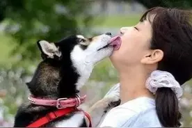 狗狗为什么会亲您，您知道吗？图片