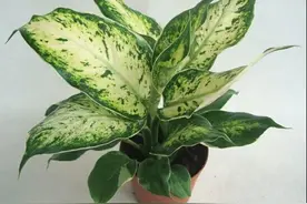 原来这些植物放在室内会有这么大的危害！图片