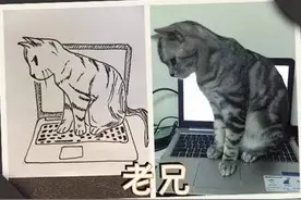 网友们大展才艺给自家猫咪画肖像 各种画风让人凌乱图片