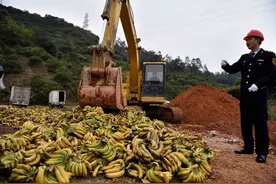 深圳口岸销毁菲律宾农药残留超标香蕉图片