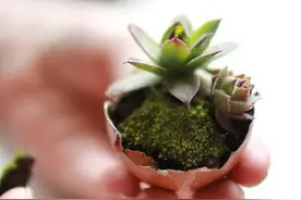 能把多肉植物种在鸡蛋壳里？家居创意指数五颗星~图片