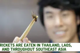 生吞活章鱼、蚕宝宝，外国男人挑战极品吃货体验图片